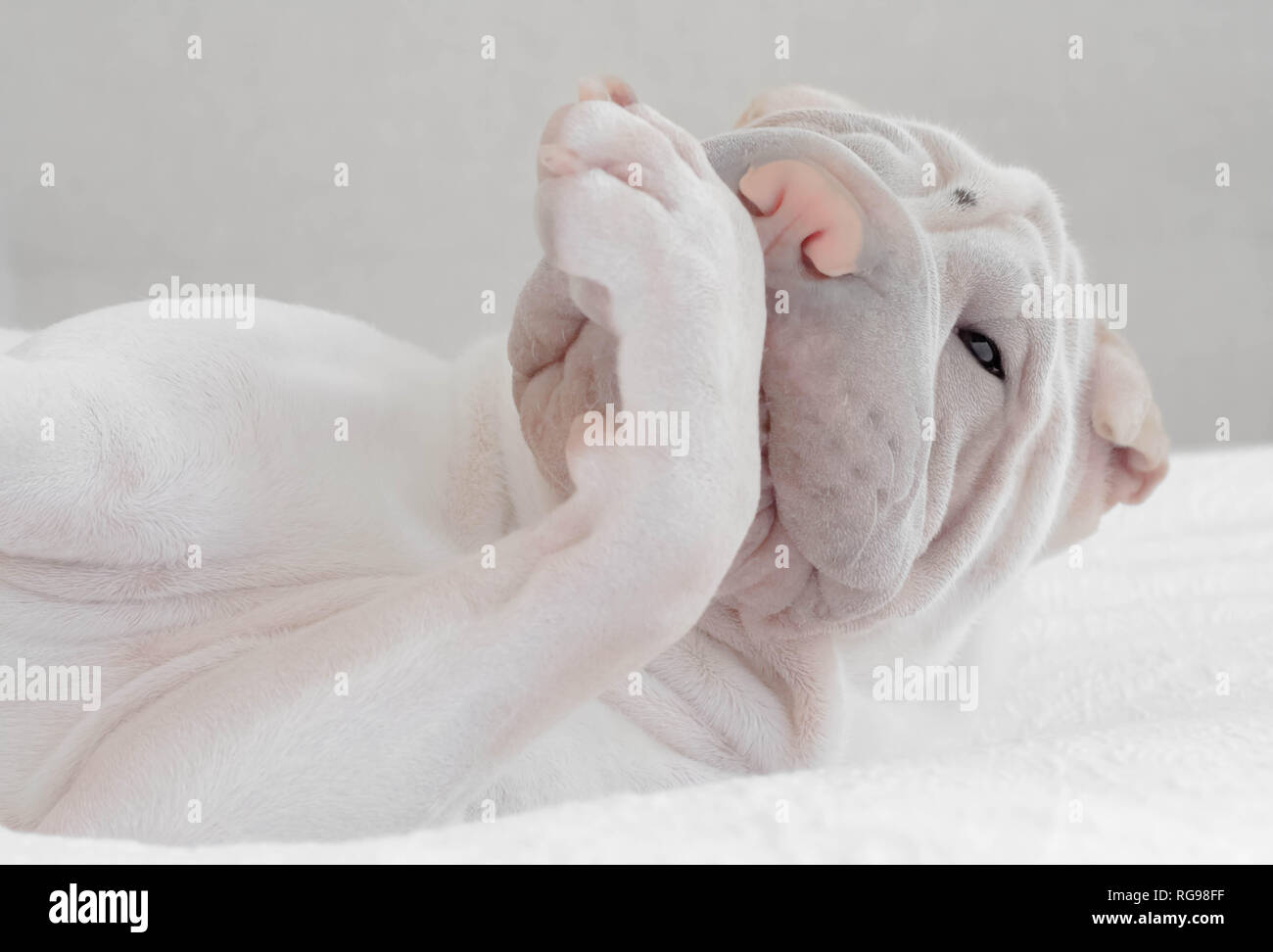 Shar pei puppy dog licking his paw Stock Photo Alamy