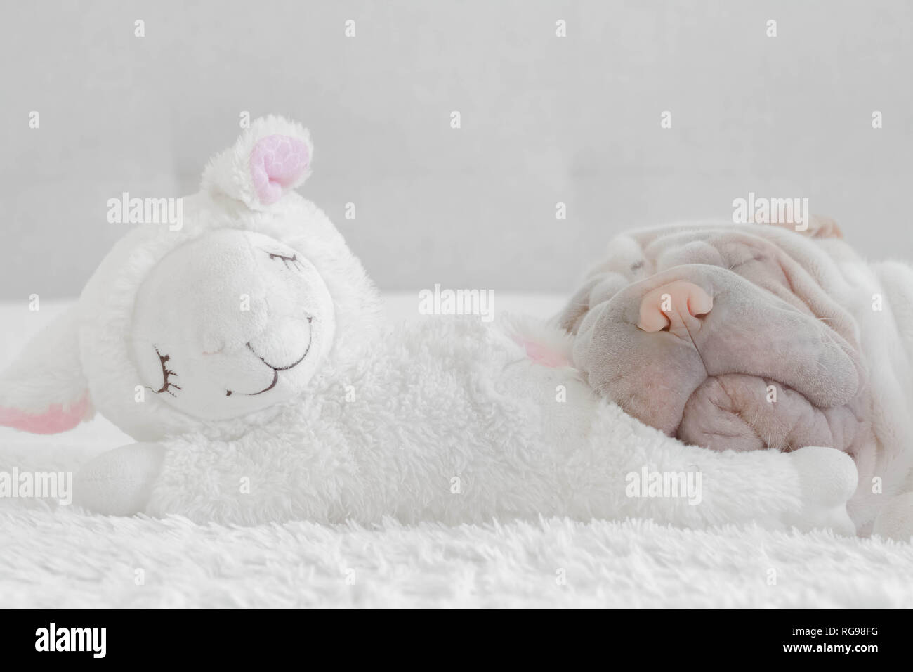 Shar pei puppy sleeping on a sheep soft toy Stock Photo