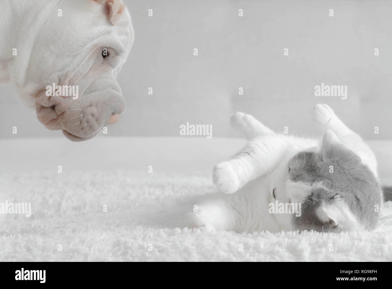 Shar pei puppy playing with a British shorthair cat Stock Photo