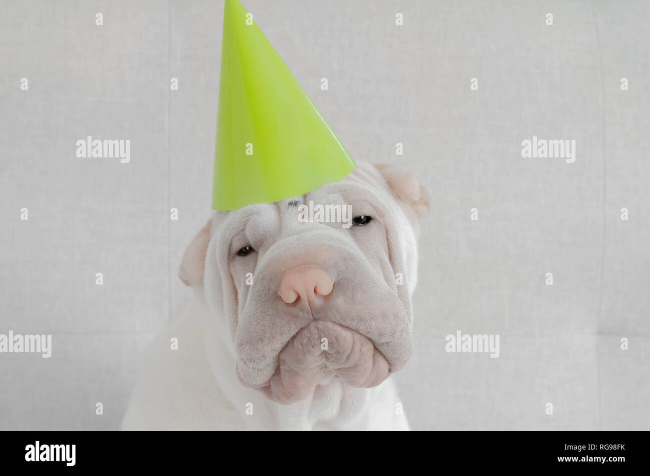 Shar-pei puppy dog wearing a party hat Stock Photo