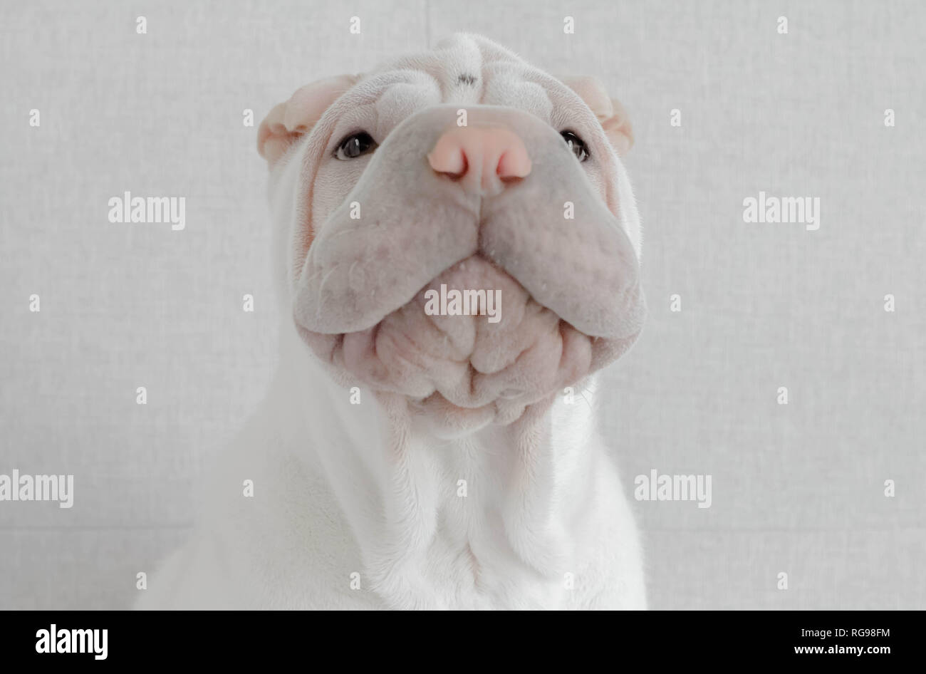 Portrait of a Shar-pei puppy dog Stock Photo