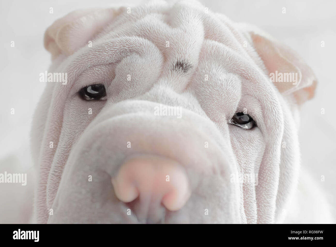 Portrait of a Shar pei puppy dog lying on a fluffy blanket Stock Photo