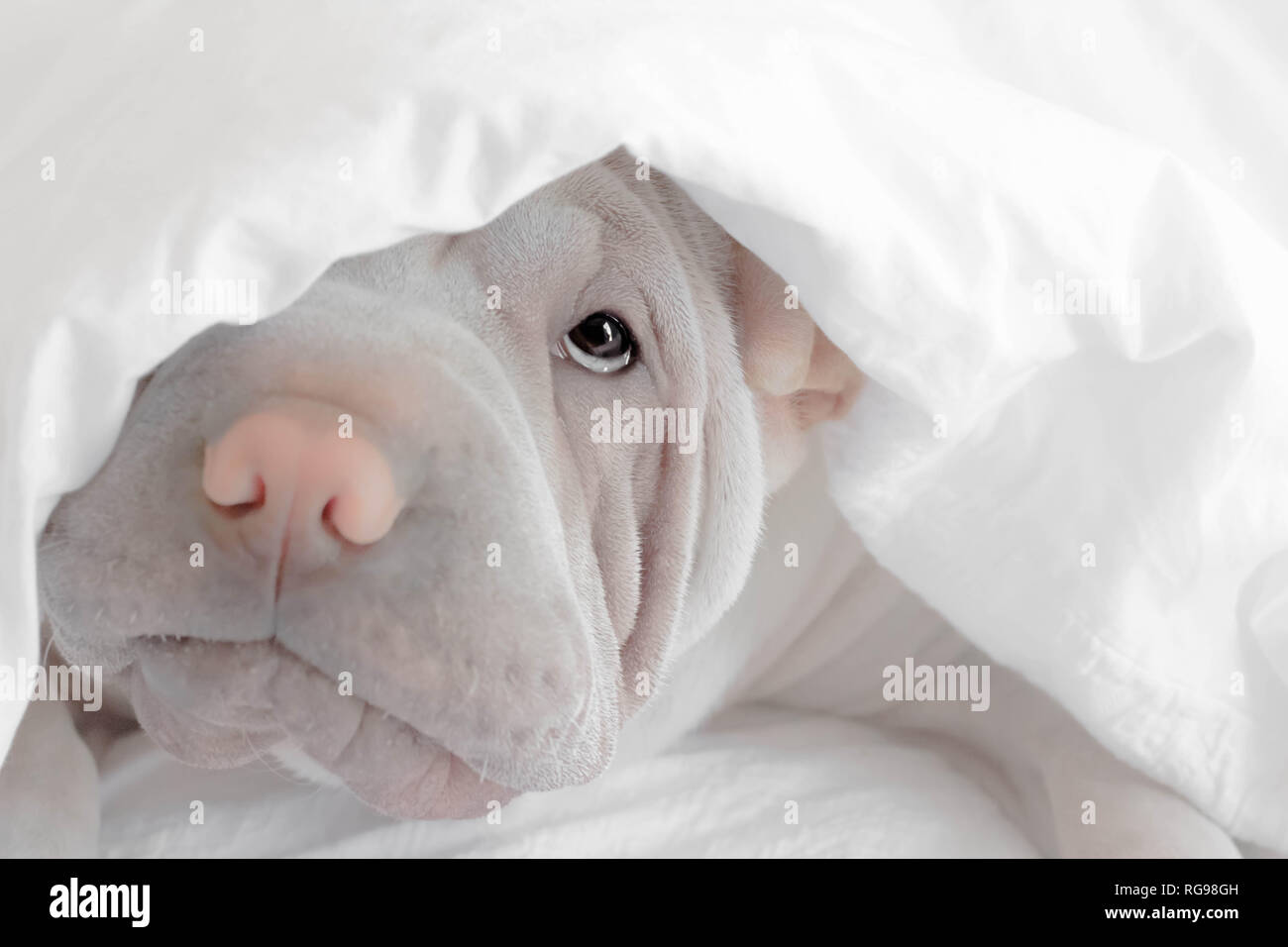 Shar pei puppy dog hiding under a duvet Stock Photo