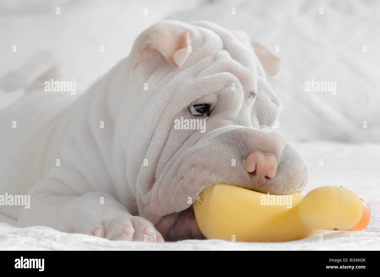 toy shar pei