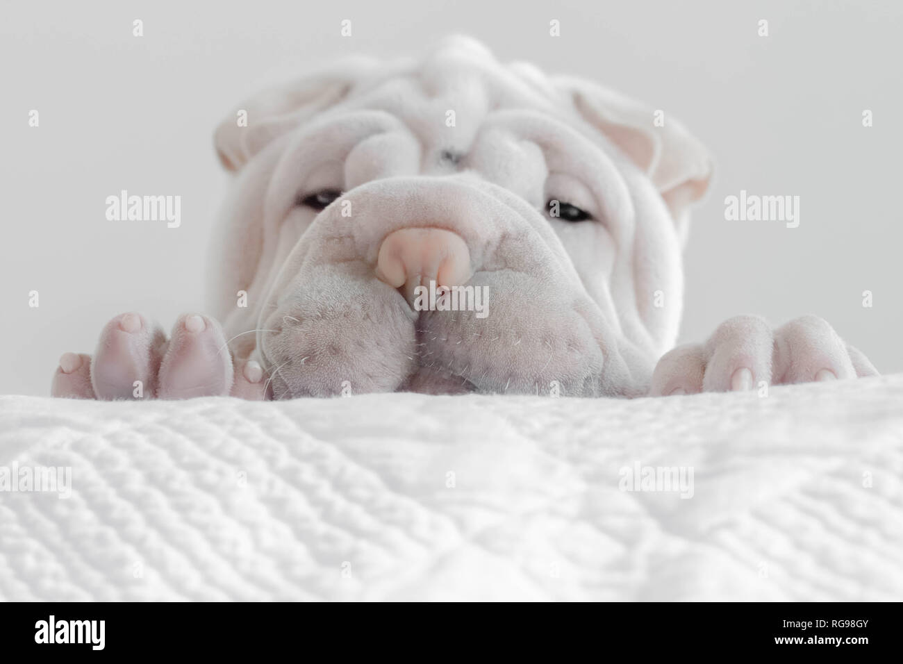 Shar pei puppy peeking over the edge of a bed Stock Photo