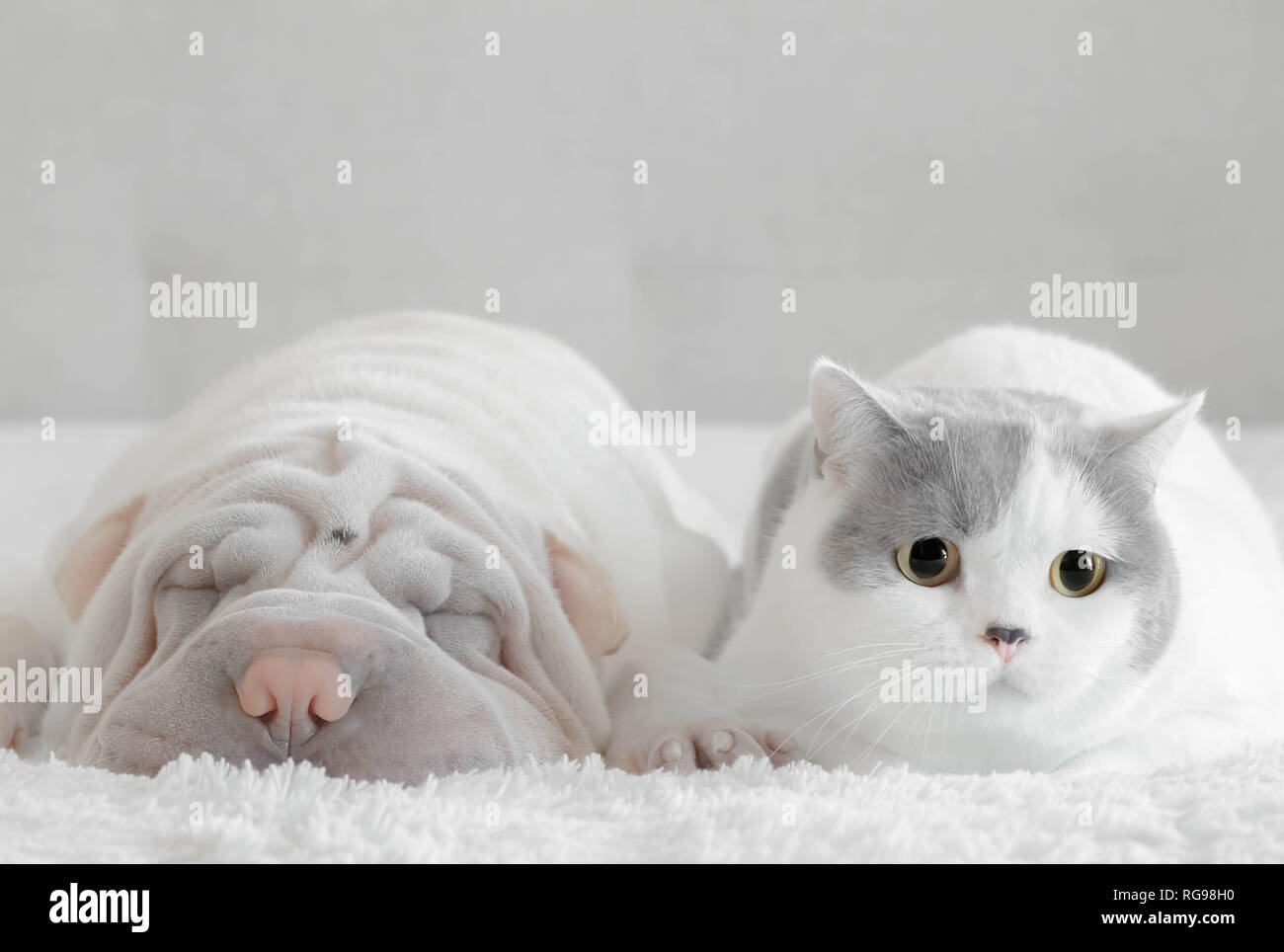 Shar pei and a British shorthair cat lying on a bed Stock Photo