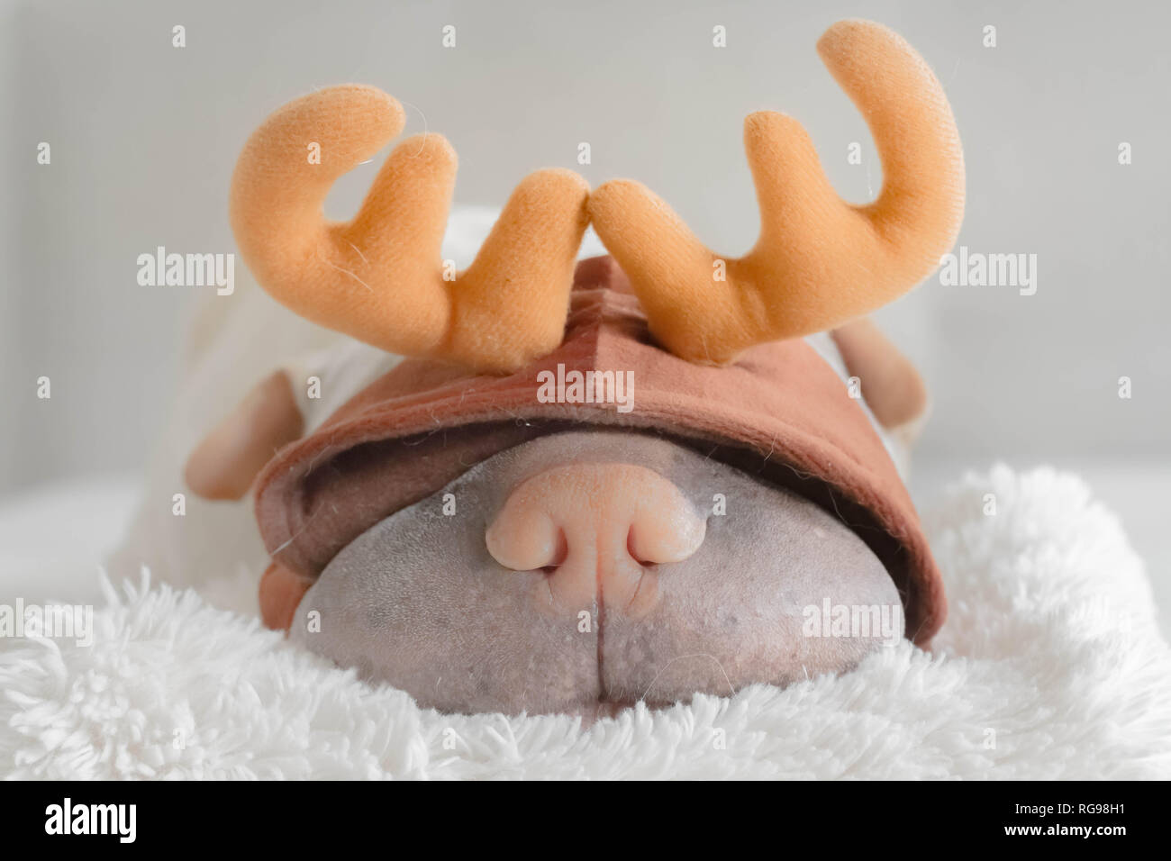 Shar pei dog wearing a reindeer hat Stock Photo