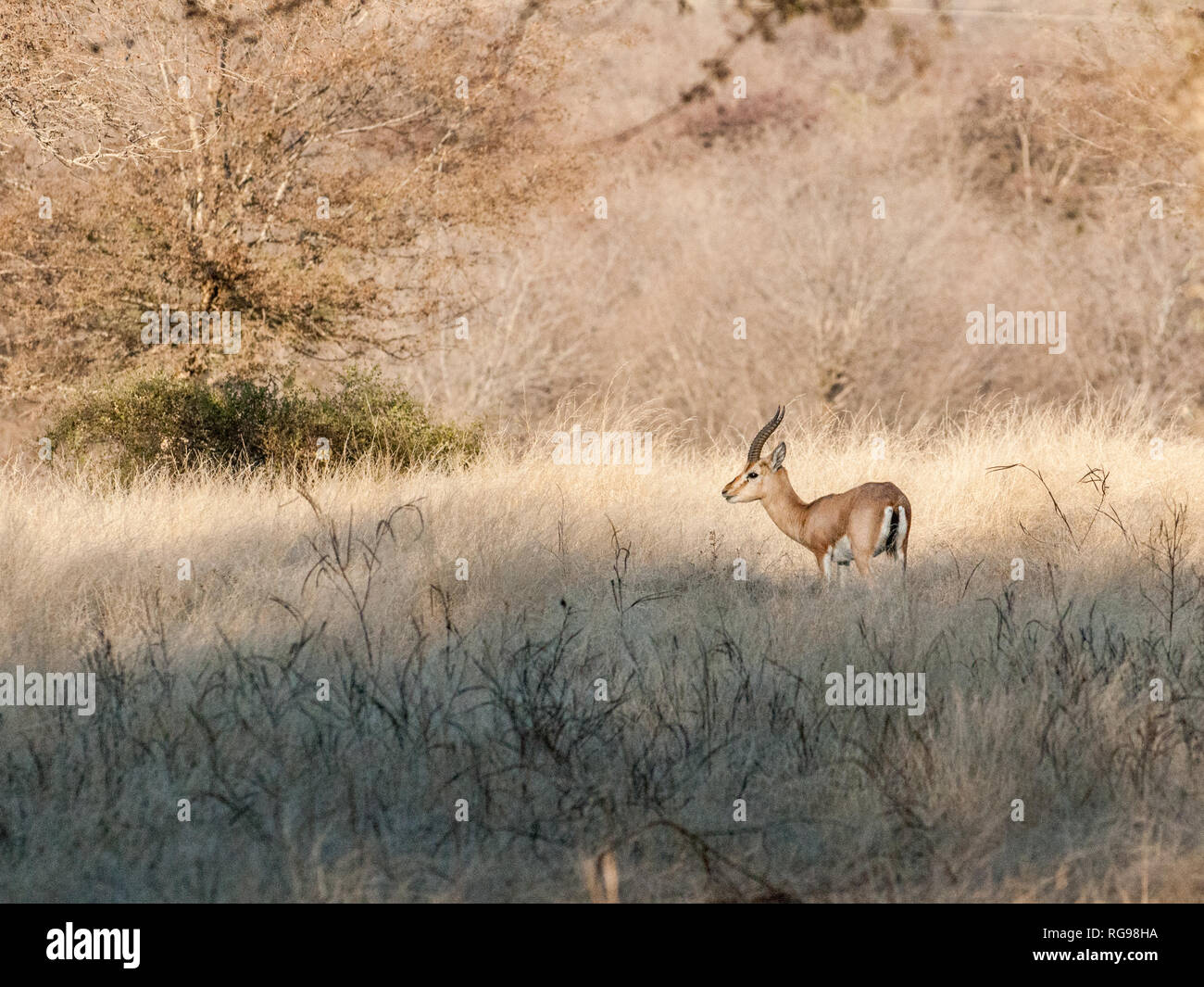 Chinkara or Indian gazelle in Ranthambore National Park in Rajasthan, India  Stock Photo - Alamy