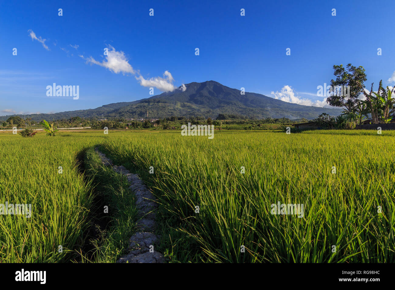 Paddy fields in front of Singgalang Mountain, West Sumatra, Indonesia Stock Photo