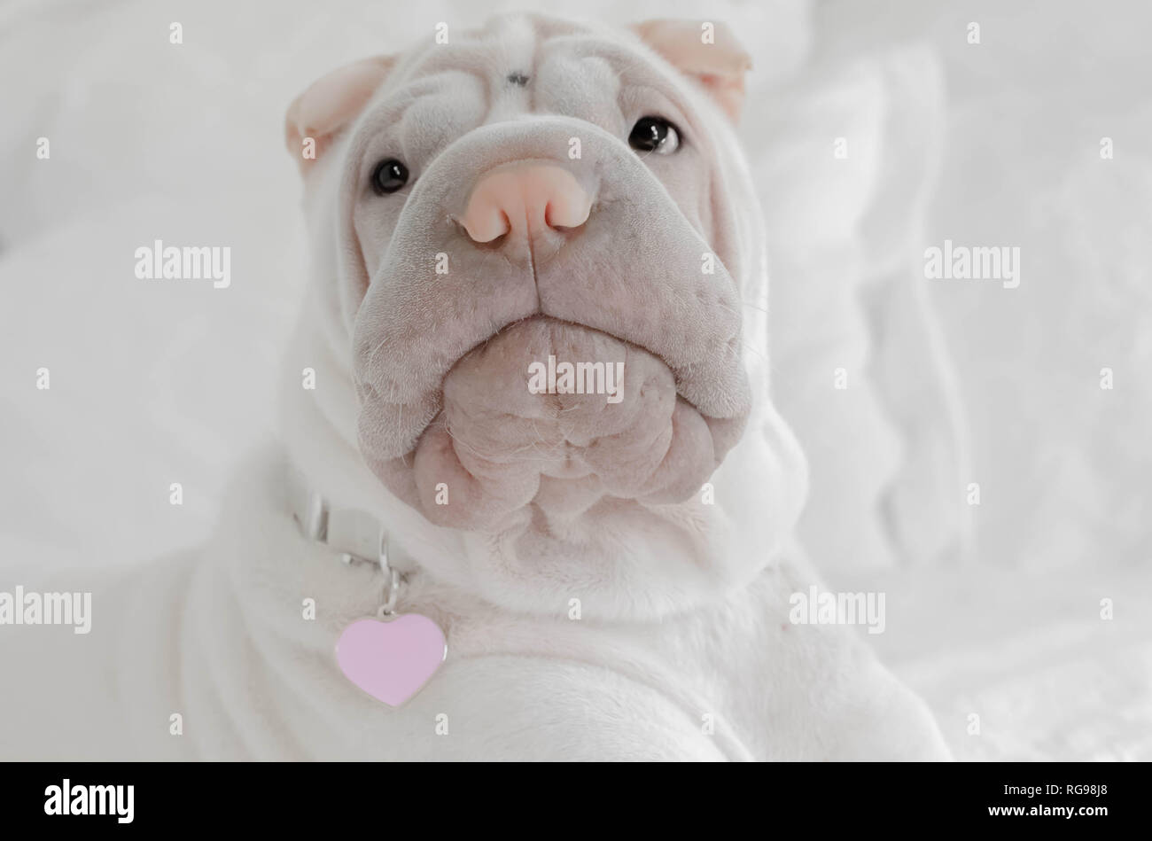 Shar pei puppy wearing heart ID tag Stock Photo