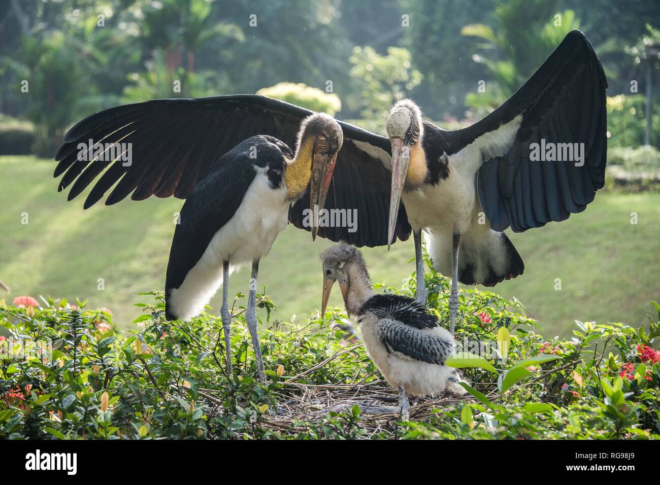 Three hornbill birds, Indonesia Stock Photo