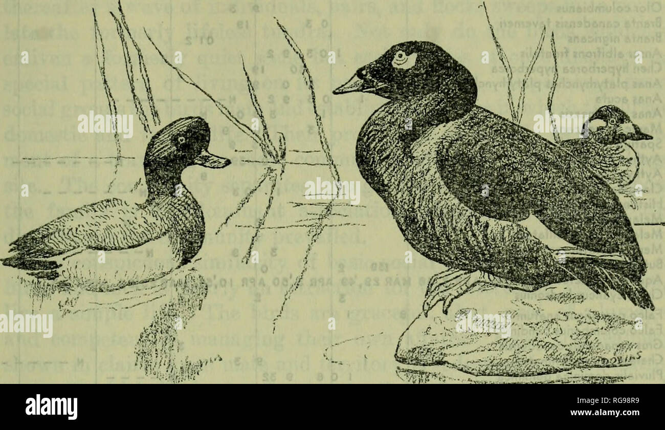 . Bulletin - United States National Museum. Science. mm â â Lesser Scaup and White-Winged Scoter, Aythya affinis (see pp. 40, 135, 173) and Melanitta deglandi deglandi (see pp. 43, 135, 176). 7. Residence in the Arctic THE OUTSIDER ENGAGED in arctic exploratioii and exploitation usual- ly follows a program quite different from the native way of life. Travel and construction by nonindigenous methods take place mainly during the few months of open water and unfrozen ground. A year's labor must often be completed within a few months. Haste drives the white man through the arctic summer and he is  Stock Photo