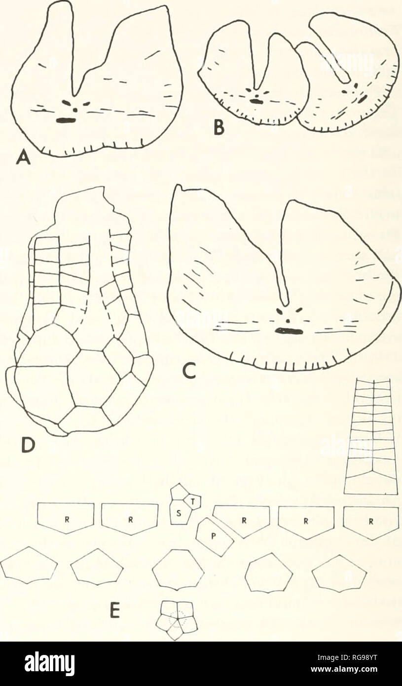 . Bulletins of American paleontology. 46 Bulletin 368 Ampullacrinus marieae, new species Plate 12, figures 1-10; Text-tigiire 6 B-E Cf. Fifeocriniis rielensis (Wright. 9?,b). Pareyn, 1&gt;J6L p. 76. Diagnosis.—Distinguished by having a medium bowl-shaped cup, very fine granular ornament grading into vermiform and aligned granules, and a weakly pentagonal stem. Description.—Cup medium bowl shape, wider than long, widest at radial summit, sutures flush, not im- pressed, very fine granular grading into vermiform and aligned ornamentation. Infrabasal circlet subhorizon- tal, 6.1 mm diameter. Infr Stock Photo