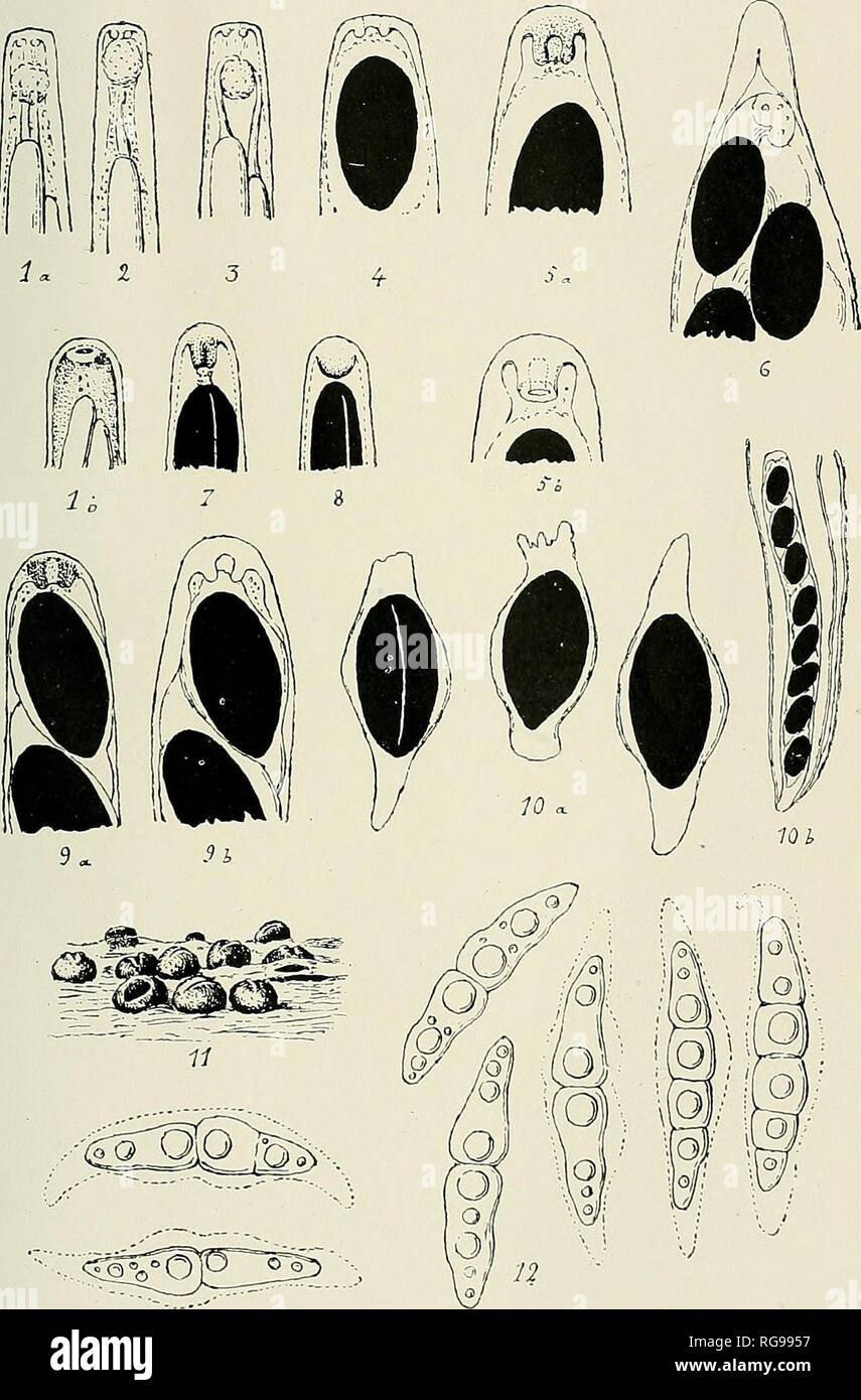 . Bulletin trimestriel de la Société mycologique de France. Mycology; Fungi; Fungi. BULL. DE LA SOC. MYC. DE FRANCE. T. XXXIV. PL. IV.. J.C.del. Voûtes des Sordariées, Hypoxylon, Xylaria.. Please note that these images are extracted from scanned page images that may have been digitally enhanced for readability - coloration and appearance of these illustrations may not perfectly resemble the original work.. Société mycologique de France. Paris : La Société Stock Photo