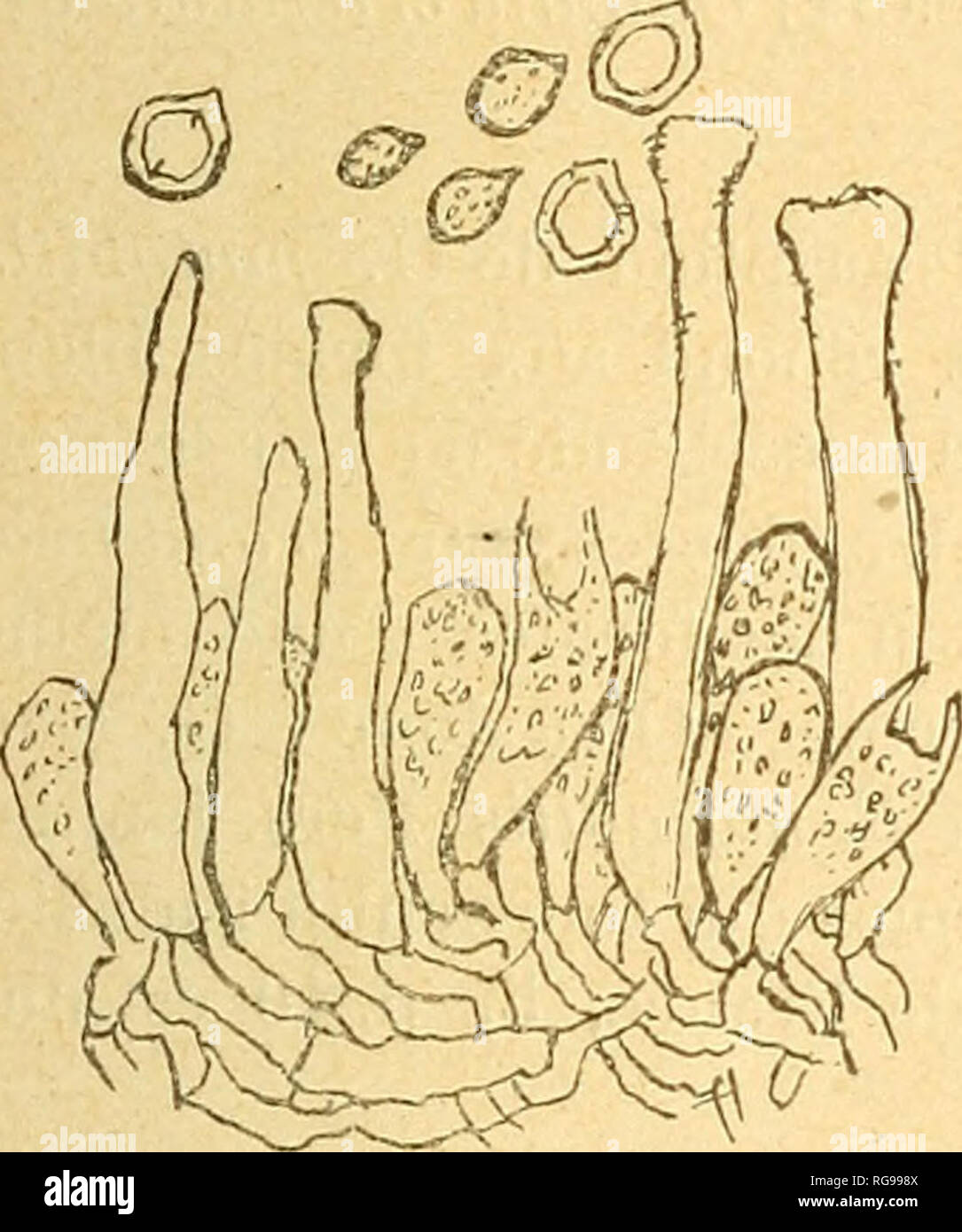 . Bulletin trimestriel de la Société mycologique de France. Mycology; Fungi; Fungi. SUR QUELQUES HYMENOMYCETES. 73 corticioïde : hyphes ampullacées jusqu'à 7-9 fz ; spores obovfQes, finement spinuleuses, 5-7 X 3,5-4,5 [x. â Le Cristella cristata Pat. est établi sur le Merisma cristatum Pers. qui a été rapporté aussi à Sebacina laciniata et à Thelephora spiciilosa ; mais les termes du Synopsis « pallidum, odore et sapore mucidum n, et surtout le mot « subcoriaceum » de Pers, M. E. I., p. 153, mon- trent qu'il s'agit bien du Sahacina laciniata. Peniophora abietis B. et G. var. pinastr Stock Photo