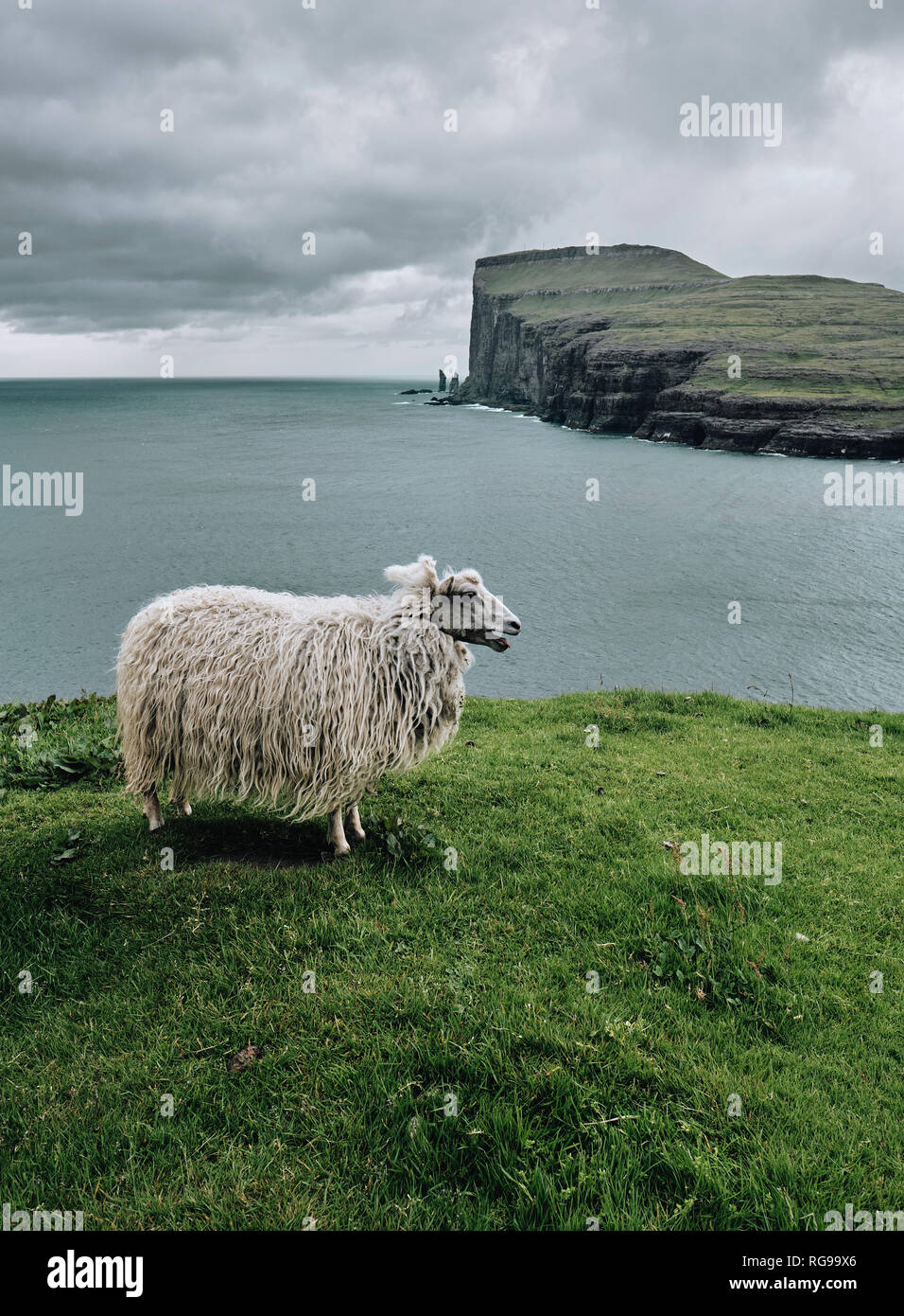 A Faroese sheep on the Streymoy coastline looking across to Risin og Kellingin sea stacks on Eysturoy in the Faroe Islands. Stock Photo