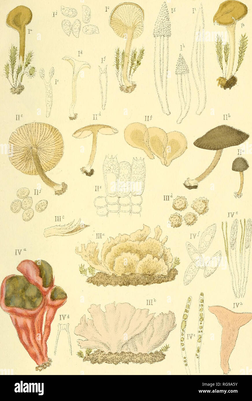 . Bulletin trimestriel de la Société mycologique de France. Mycology; Fungi; Fungi. BULL. DE LA soc. MYC. de FRANCE. T. XXI, PL.. I. Pleurotus îongipes Boud. II. Pluteus lucluosus Boud. 111. Thelephora uliginosa Boud. IV. Coryne turficola Boud.. Please note that these images are extracted from scanned page images that may have been digitally enhanced for readability - coloration and appearance of these illustrations may not perfectly resemble the original work.. Société mycologique de France. Paris : La Société Stock Photo