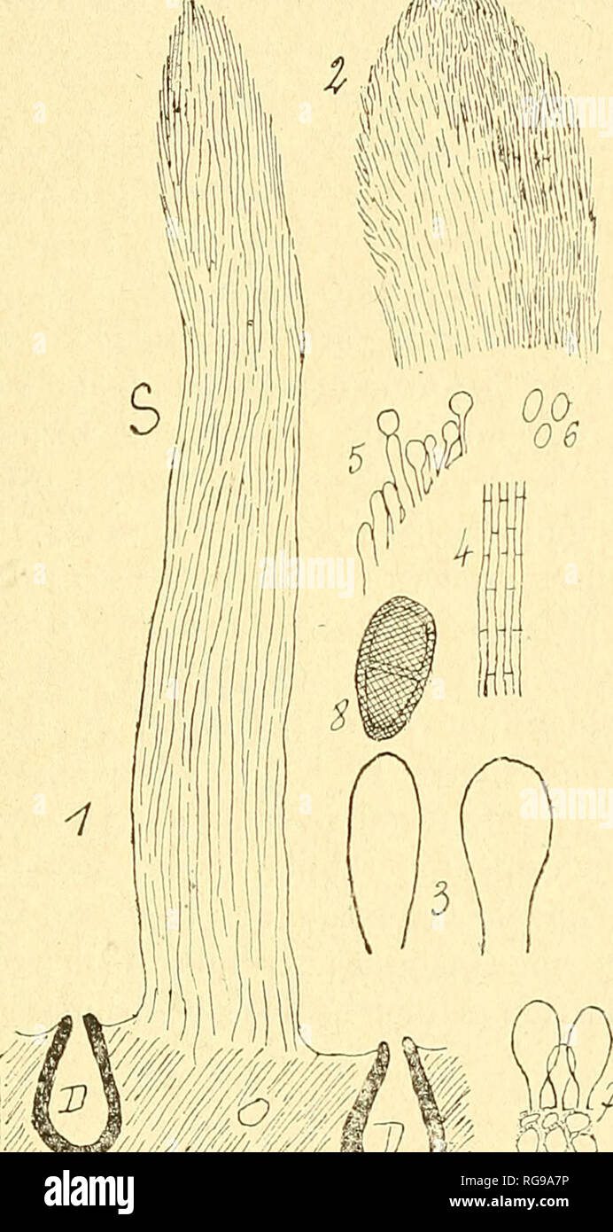 Stilbum High Resolution Stock Photography And Images Alamy