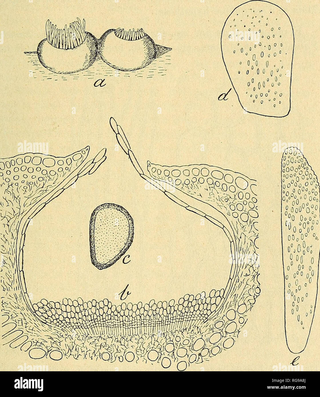 . Bulletin. Mycology; Fungi; Fungi. FiG. 8. — PucciNiA sur Bromus madritensis : sores de téleutospores avec paraphyses 1^370.. 0^0 Joo Fig. 9. — ^ciDiUM PUNICUM : a, deux aecidiums vus de prolil, ij20; b, seci- dium eu section radiale. IjTS ; c, écidiospore ; d, cellule de la partie ter- minale et e de la partie inférieure du pseudo-péridiuin, vues de face ; c-e, ijôGO.. Please note that these images are extracted from scanned page images that may have been digitally enhanced for readability - coloration and appearance of these illustrations may not perfectly resemble the original work.. Socié Stock Photo