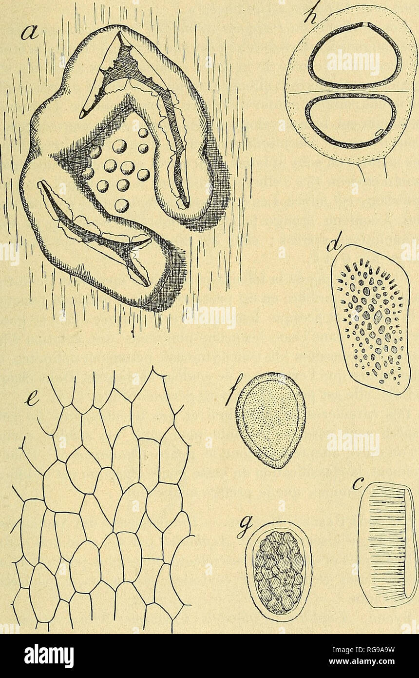 . Bulletin. Mycology; Fungi; Fungi. CONTRllJUTIOiS A LA l'LOlŒ MYCOLOGIQUE. 265. Fig. 7. — PucciNiA AsPHODELi : a, un aecidium avec des spermogonies, vu de face, 1/20 ; c, cellule du pseudo-péridium en section radiale ; d, une même cellule vue de face ; e, partie du pseudo-péridium, 1/220 ; f, g, seci- diospores ; h, téleutospores ; en c, d, f, g et h, grossiss. 1/560.. Please note that these images are extracted from scanned page images that may have been digitally enhanced for readability - coloration and appearance of these illustrations may not perfectly resemble the original work.. Socié Stock Photo