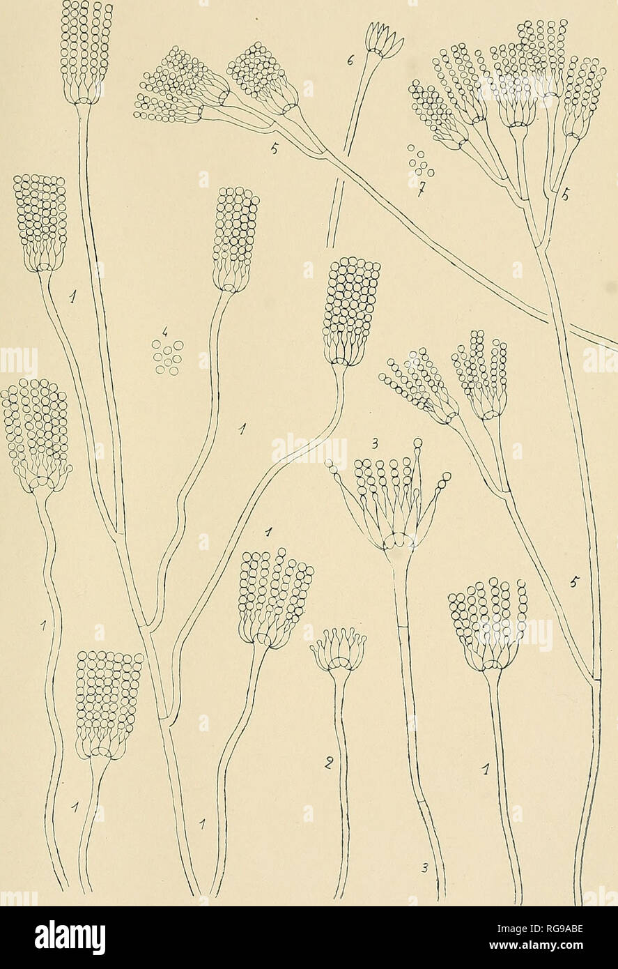 . Bulletin trimestriel de la Société mycologique de France. Mycology; Fungi; Fungi. BULL. DE LA soc. MYC. de FRANCE. T. XXVIIl, Pl. II.. C, • CjJcuAuet c^ ^ So^fdâui M 1-4. Citromyces brevis. 5-7. Citromyces subùlis.. Please note that these images are extracted from scanned page images that may have been digitally enhanced for readability - coloration and appearance of these illustrations may not perfectly resemble the original work.. Société mycologique de France. Paris : La Société Stock Photo