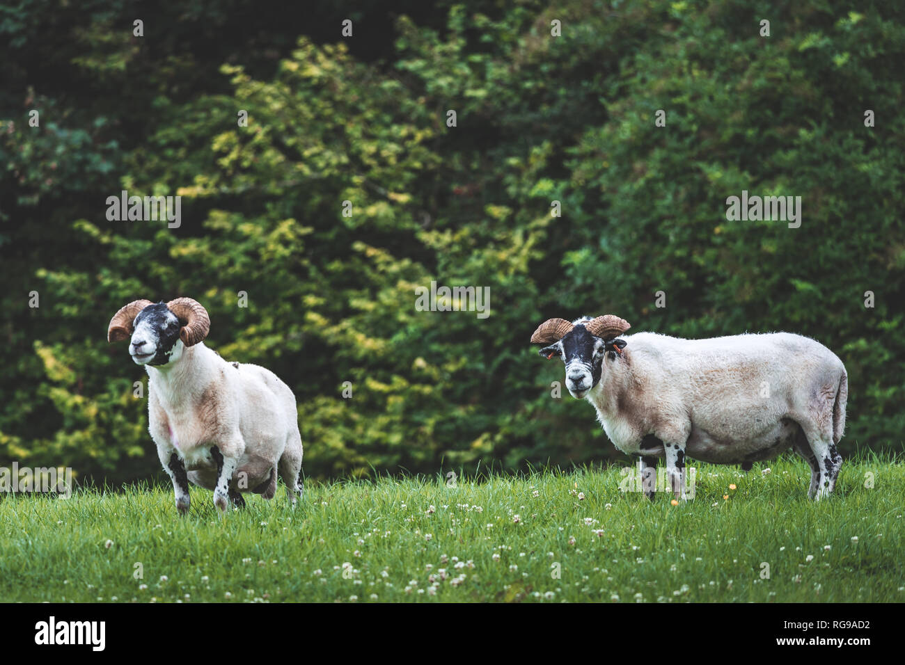 Closeup bighorn sheep on the grass. Northern Ireland. Sheep couple