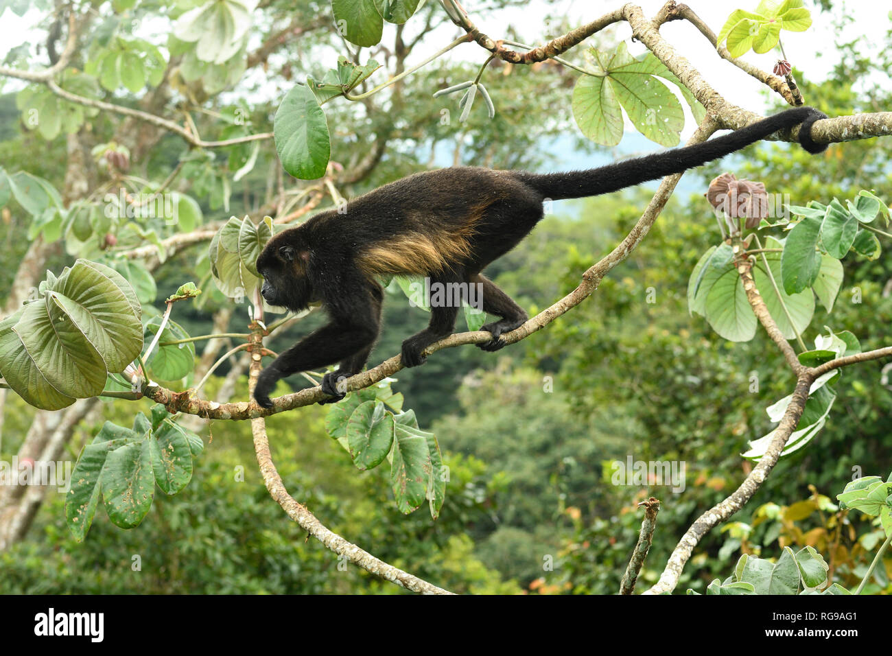 Mantled Howler Monkey (Alouatta palliata) adult walking along branch of