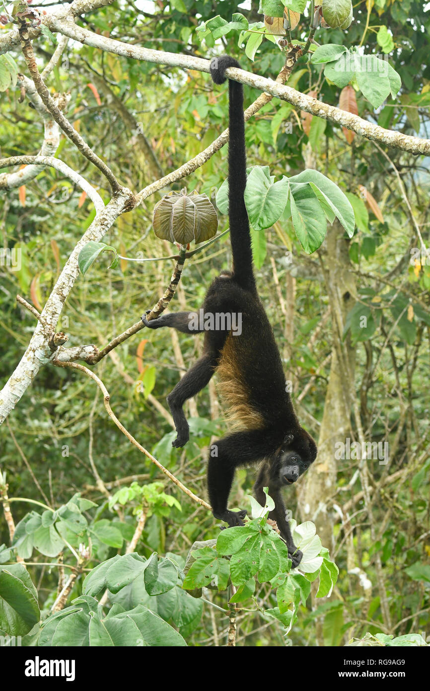 Prehensile tail hi-res stock photography and images - Alamy