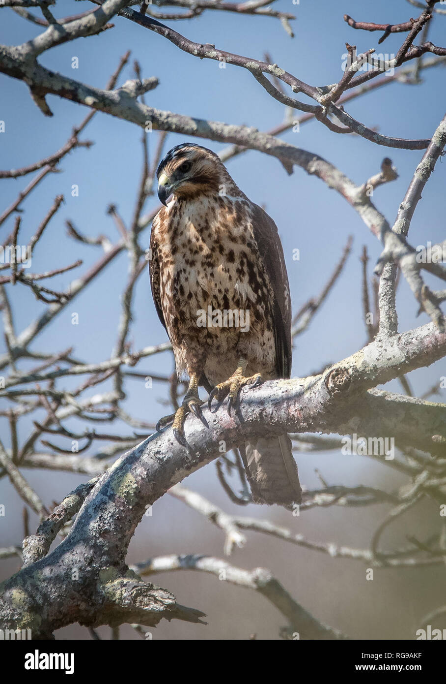 Endemic galapagos hawk hi-res stock photography and images - Alamy