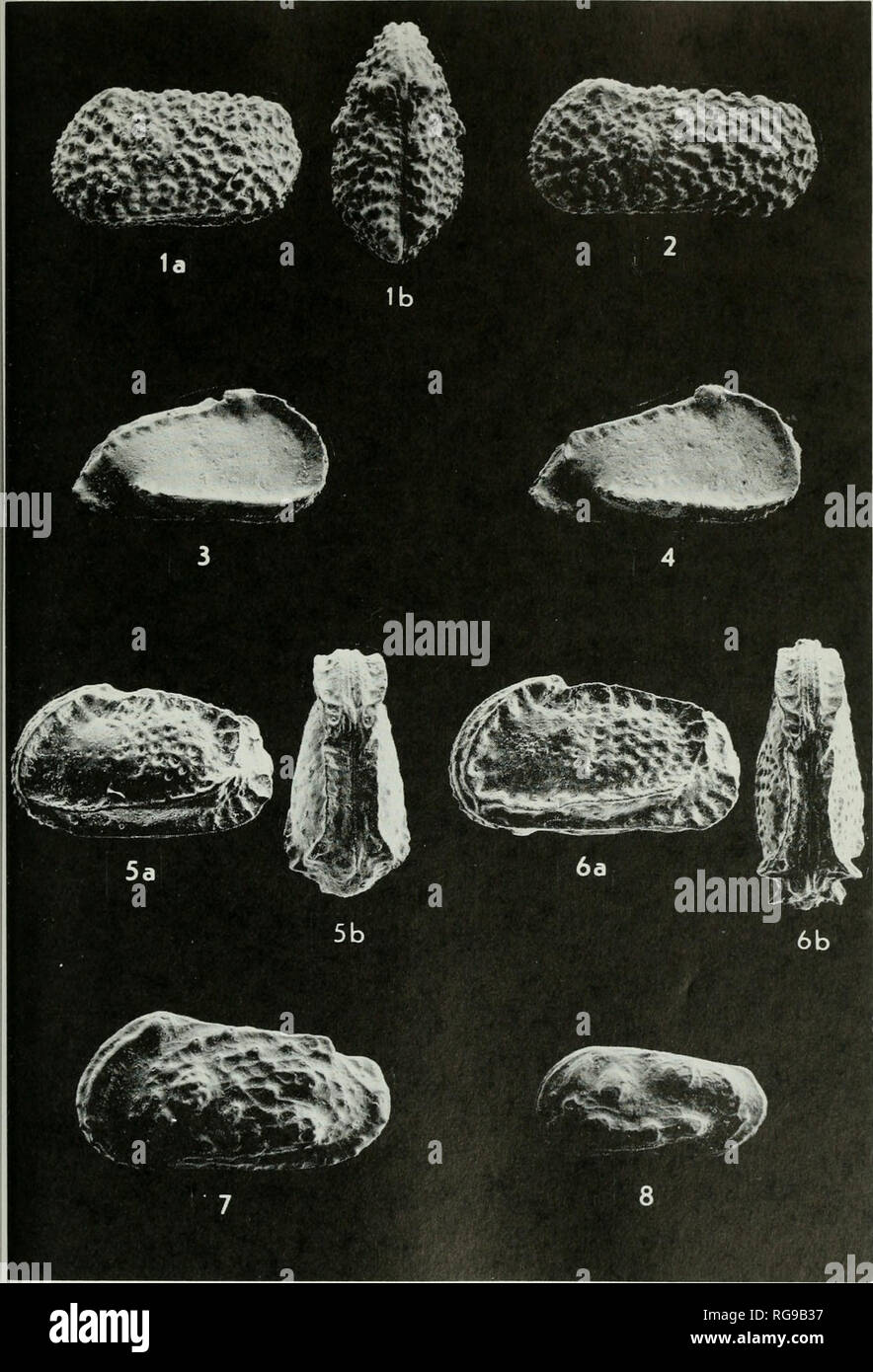 . Bulletins of American paleontology. Plate 1 Cretaceous Cenozqic Ostracodes Argentina 343. Please note that these images are extracted from scanned page images that may have been digitally enhanced for readability - coloration and appearance of these illustrations may not perfectly resemble the original work.. Paleontological Research Institution (Ithaca, N. Y. ); Columbia University. Ithaca, N. Y. , Paleontological Research Institution [etc. ] Stock Photo