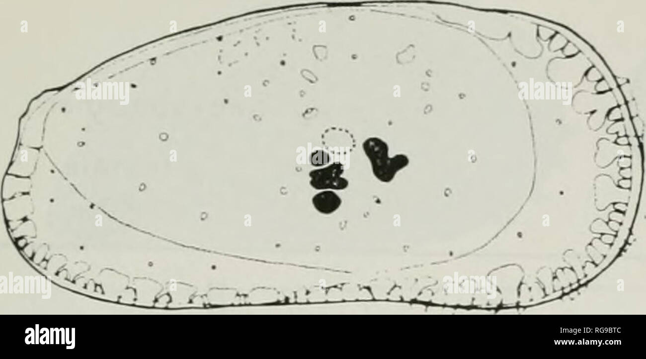 . Bulletins of American paleontology. Dynamics of Ostracode Assemblages in Adriatic 157. ^ one specimen â , ,, fennale n adult   , nnale ml â i H B Q A-l   . I - A-A   I I. 9. 10. 11. 12. 1. 2. 3. U. 5. 6 7. 8. 9 10. 1967 1968 Text-figure 6. Leptocythere ramosa (Rome, 1942). Seasonal distribution of instars, females, and males on the basis of 226 living specimens. The dotted line indicates the border between generation I and generation II and the general trend of the growth rate.. Please note that these images are extracted from scanned page images that may have been digitally enhanced for rea Stock Photo