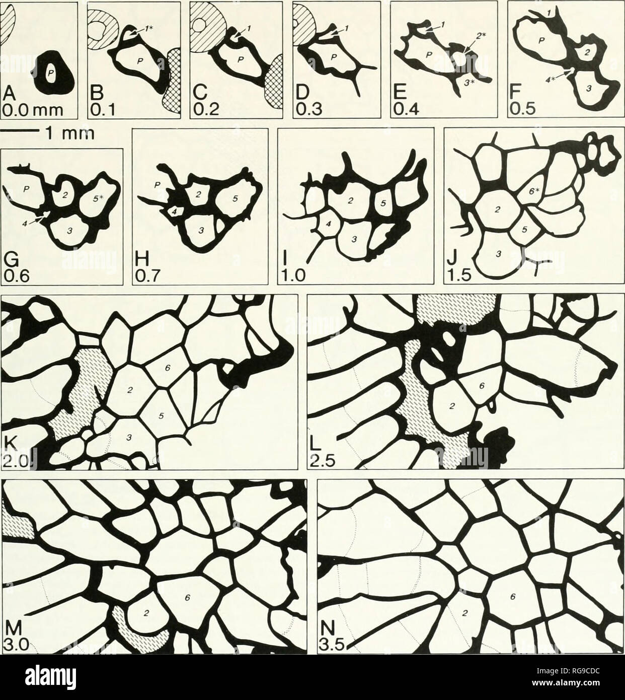 . Bulletins of American paleontology. Ore)ovician-Silurian Colonial ...