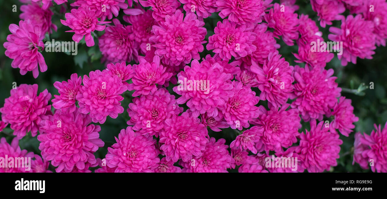 A beautiful background photo of bright pink mums with a shallow depth