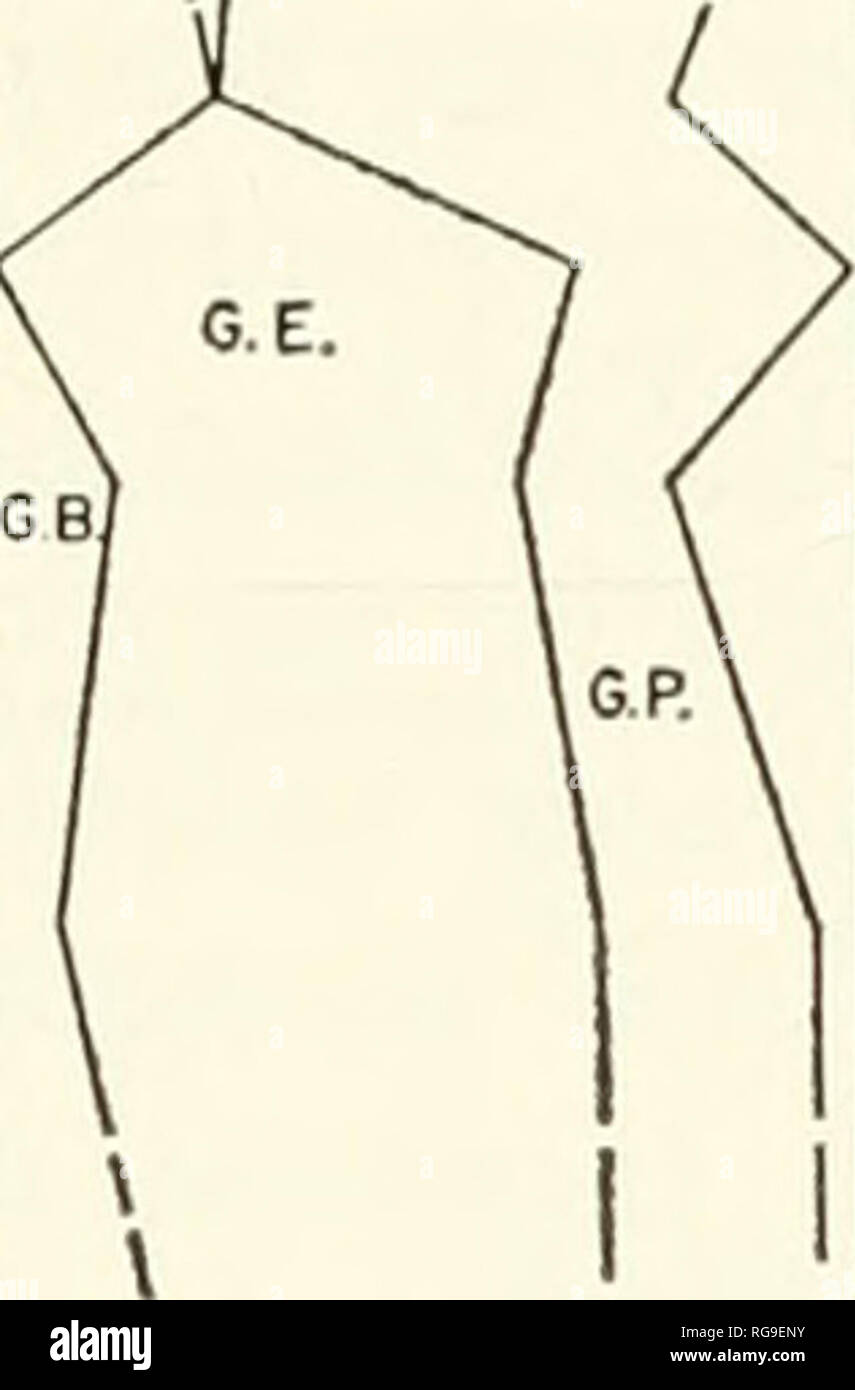 Page 229 G T O High Resolution Stock Photography And Images Alamy Page 229 G T O High Resolution Stock Photography And Images Alamy