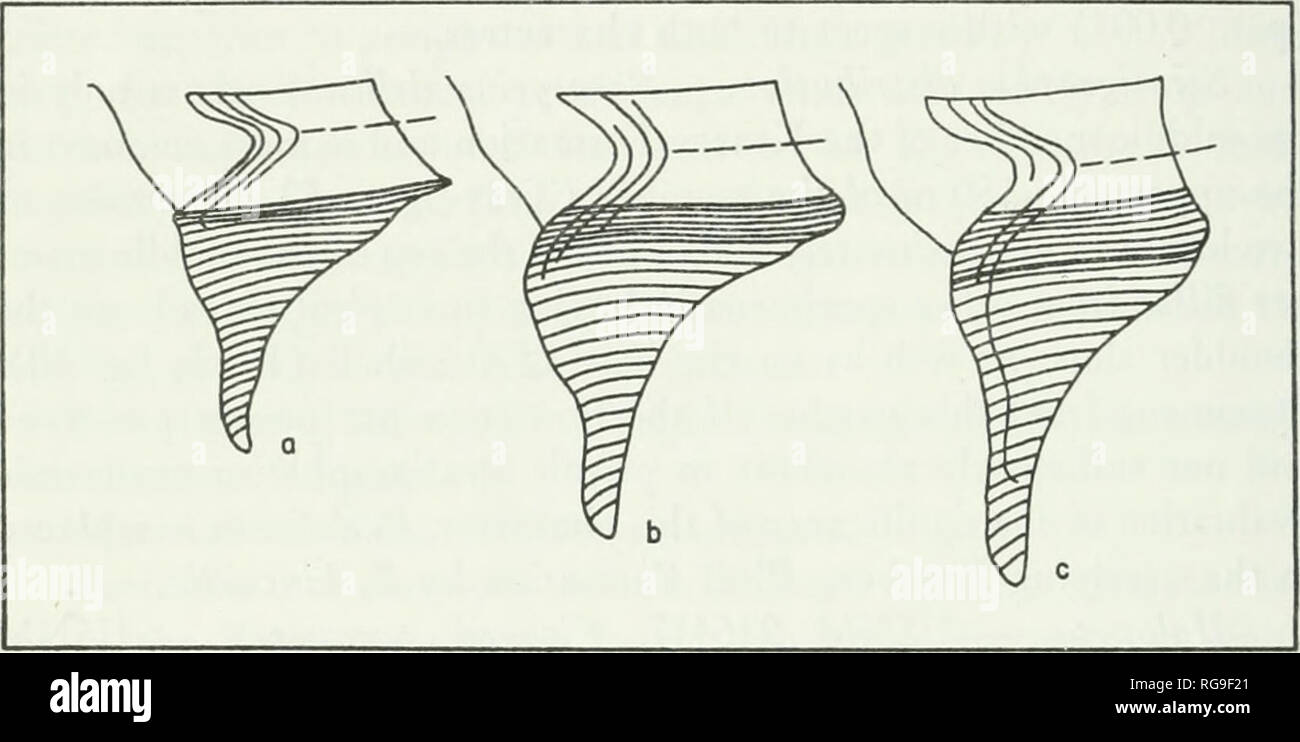 . Bulletins of American paleontology. (^ Bulletin 292 additional criteria. The character of the peripheral carina provides another distinction. The periphery of the Keasey species is an un- ornamented sharp carina, while in the Lincoln Creek species the periphery is more broadly rounded and bears six or seven spiral threads, with occasional development of node-like swellings on later whorls. The lectotype of P. kincaidi is illustrated for comparison with P. delicata (PI. 5, figs. 2, 3), and the labial profiles and whorl pro- files for the two species are contrasted in Text-figure 12. The Paras Stock Photo