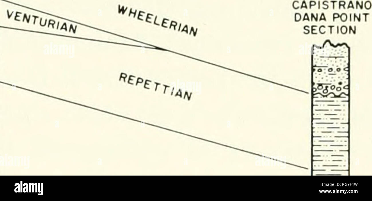 . Bulletins of American paleontology. 240 Bulletin 236. PLANKTONIC INDEXES °f'-*'ONTUN- UPPER MOHNIAN T LOWER LIMIT V SINISTRAL ZONE GLOBIGERINA PACHYDERMA Text-figure 14.—Planktonic correlation of bathyal upper Tertiary sequences within the Capistrano embayment, Orange County, California, after Ingle (1962, 1963a). Alignment of sections on presumably isochronous surfaces illustrates that the traditional Miocene-Pliocene boundary between Delmontian and Repettian stages is time-transgressive in this embayment. &quot;Lower Pliocene&quot; Repettian benthic faunas appeared earlier in the Capistran Stock Photo