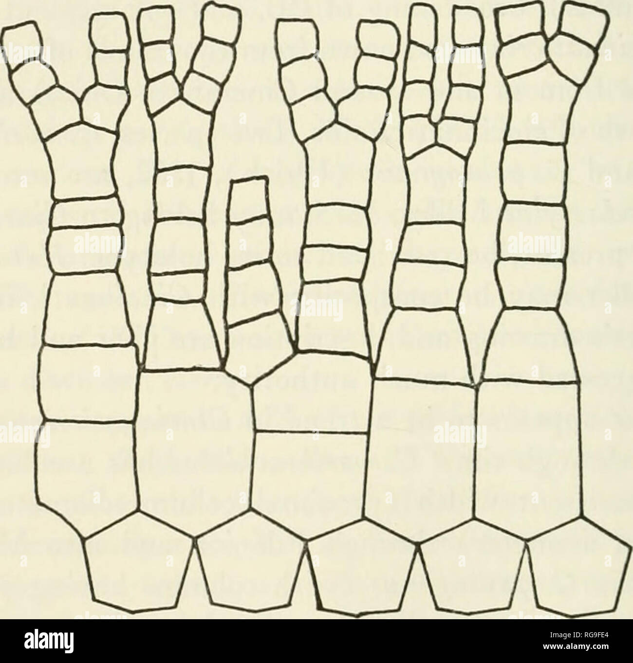 . Bulletins of American paleontology. . Text-fig. 8. Cinchinaticrinus ...