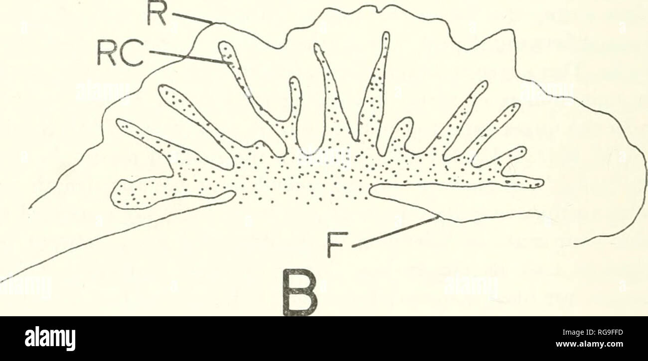 . Bulletins of American paleontology. . Text-figure 3. — Palaeocrlnus planohasalis, n. sp. Camera lucida drawings of typical &quot;Benbolt&quot; palaeocrinid isolated plate crossections; X 1+-5. Symbols: R = external ridge. RC = ridge canal. F = floor of rhomboidal chamber. A. R, paratype USNM 164129. B. B, paratype USNM 124127.. Please note that these images are extracted from scanned page images that may have been digitally enhanced for readability - coloration and appearance of these illustrations may not perfectly resemble the original work.. Paleontological Research Institution (Ithaca, N Stock Photo