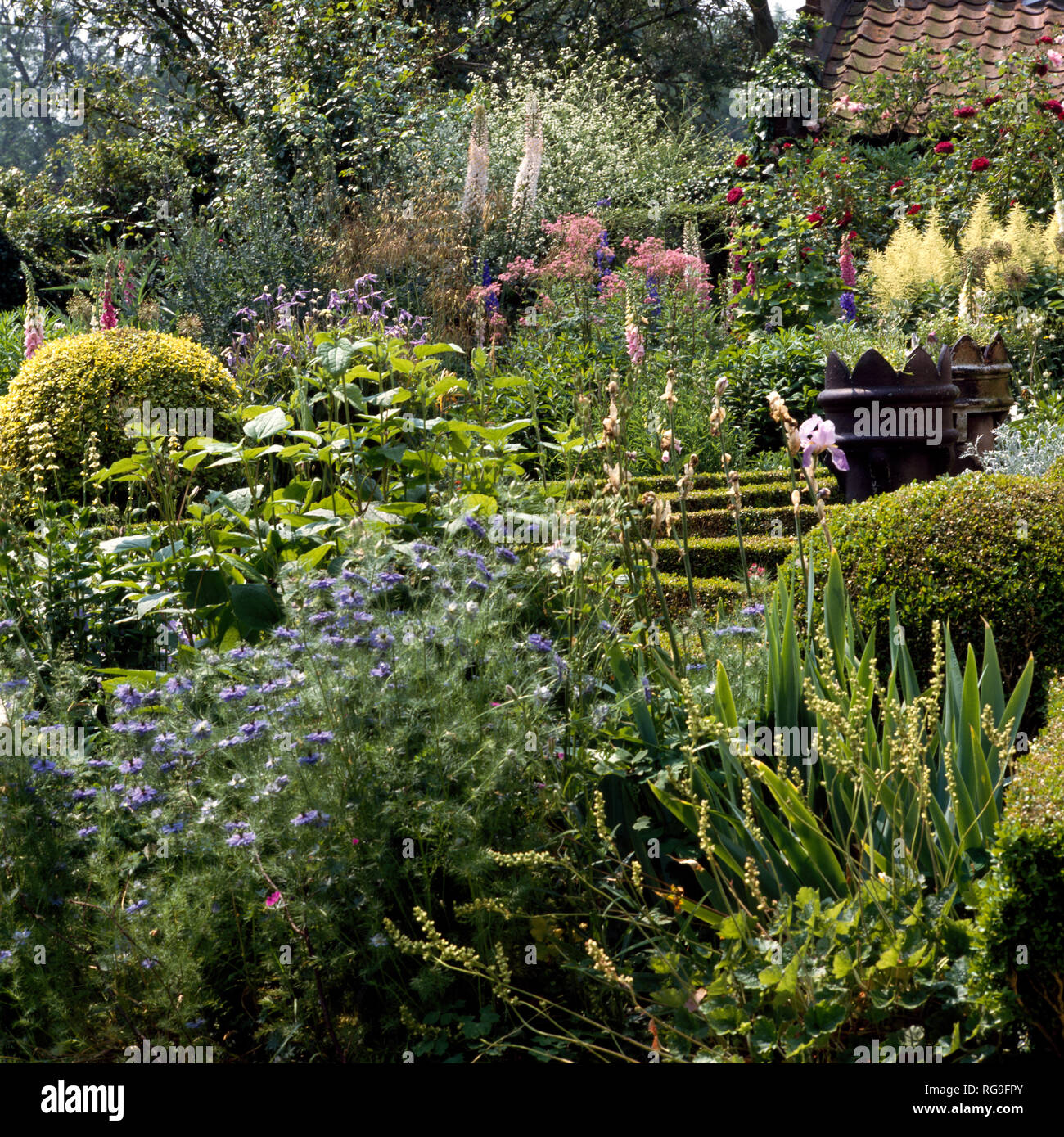 Nigella and clipped box balls in summer garden Stock Photo Alamy