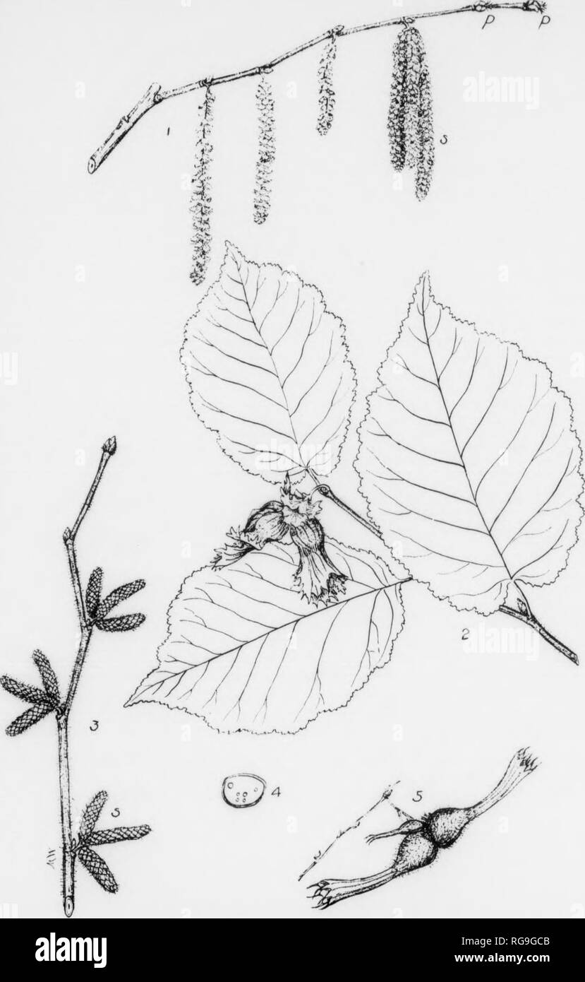 Hazelnuts Black And White Stock Photos Images Alamy