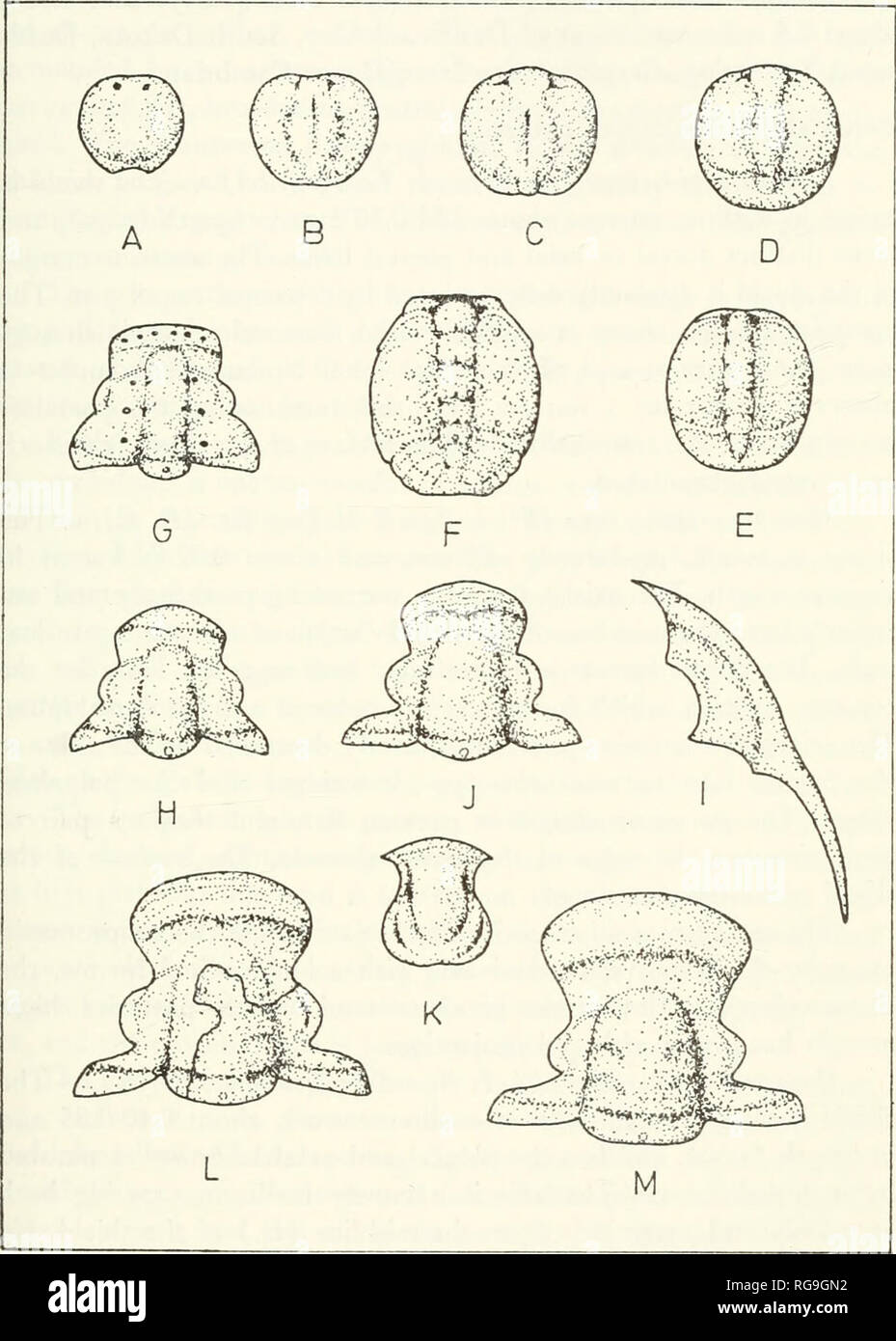 Bulletins of American paleontology. Cambrian Trilobites, South Dakota 253.  Text-figure 1. A growth series of Coosia albcrtensis Resser. A. Anapro-  taspis, X 50; B, C. Two metaprotaspides, X 50, X 48;