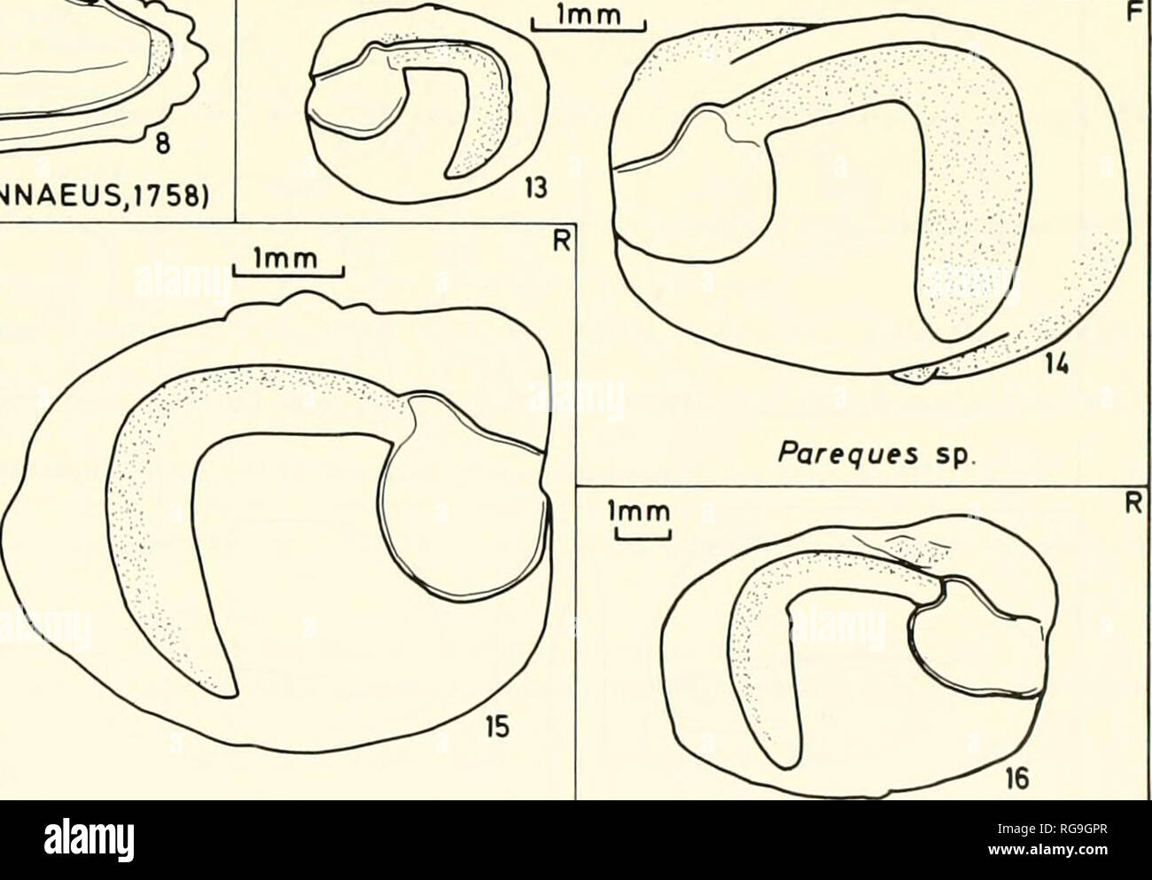 . Bulletins of American paleontology. Ctenosciaena latecaudata n.sp.. Equetus lanceolatus (LINNAEUS,1758) 1mm. Please note that these images are extracted from scanned page images that may have been digitally enhanced for readability - coloration and appearance of these illustrations may not perfectly resemble the original work.. Paleontological Research Institution (Ithaca, N. Y. ); Columbia University. Ithaca, N. Y. , Paleontological Research Institution [etc. ] Stock Photo