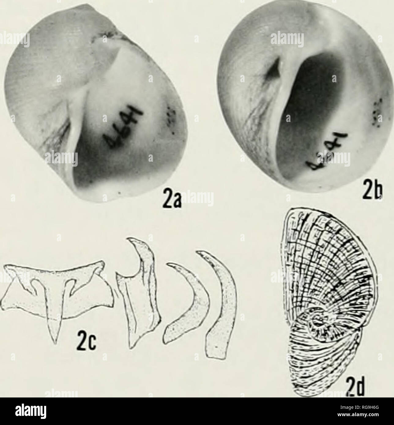 . Bulletins of American paleontology. Eunaticina papilla. Eunaticina linnaeana Text-figure 23. —Shells, radulae, and opercula of (la-d) Eunaticina papilla (Gmelin, 1791) and (2a-d) E. linnaeana (Recluz. 1843). la-b. IGUT 11103, X 1.8, offMikawa-lsshiki Fishing Port. Aichi Pref. (Holocene); 2a-b, OMNH Mo464I, x 1.2, off Kit Peninsula. Pacific side of central Japan (Holocene). Ic and 2c, radulae. x 125; Id and 2d, opercula, x2.4, modified from Arakawa and Kira (1957).. Please note that these images are extracted from scanned page images that may have been digitally enhanced for readability - col Stock Photo