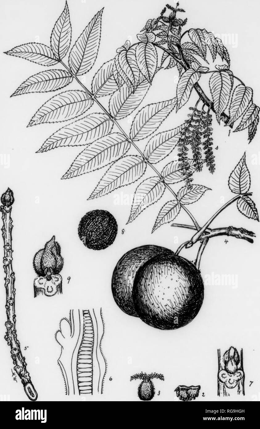 Bulletin Pennsylvania Department Of Forestry No 11 Forests And Forestry 109 M Plate Xxxvii Black Walnut 1 Branch With Devtlopink Leav S And S Thrco S Lltar V Ratkins F Staniinate Flowers And