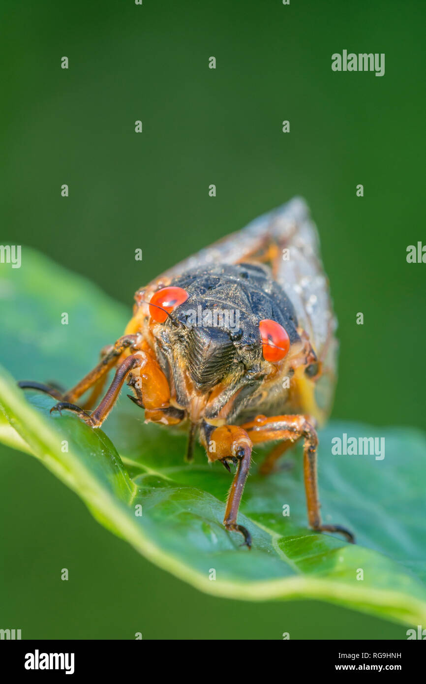 Periodical Cicada (Magicicada septendecim)  Head on view emphasizing the brilliant red eyes.  Powells Valley, Pennsylvania, June. Stock Photo