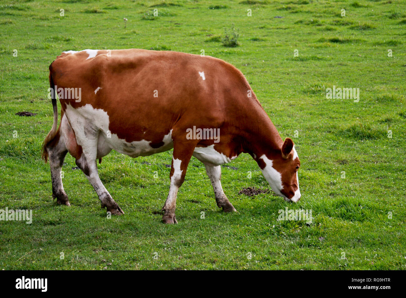 Guernsey dairy cow grazing on a field Wisconsin, u.s.a. Stock Photo