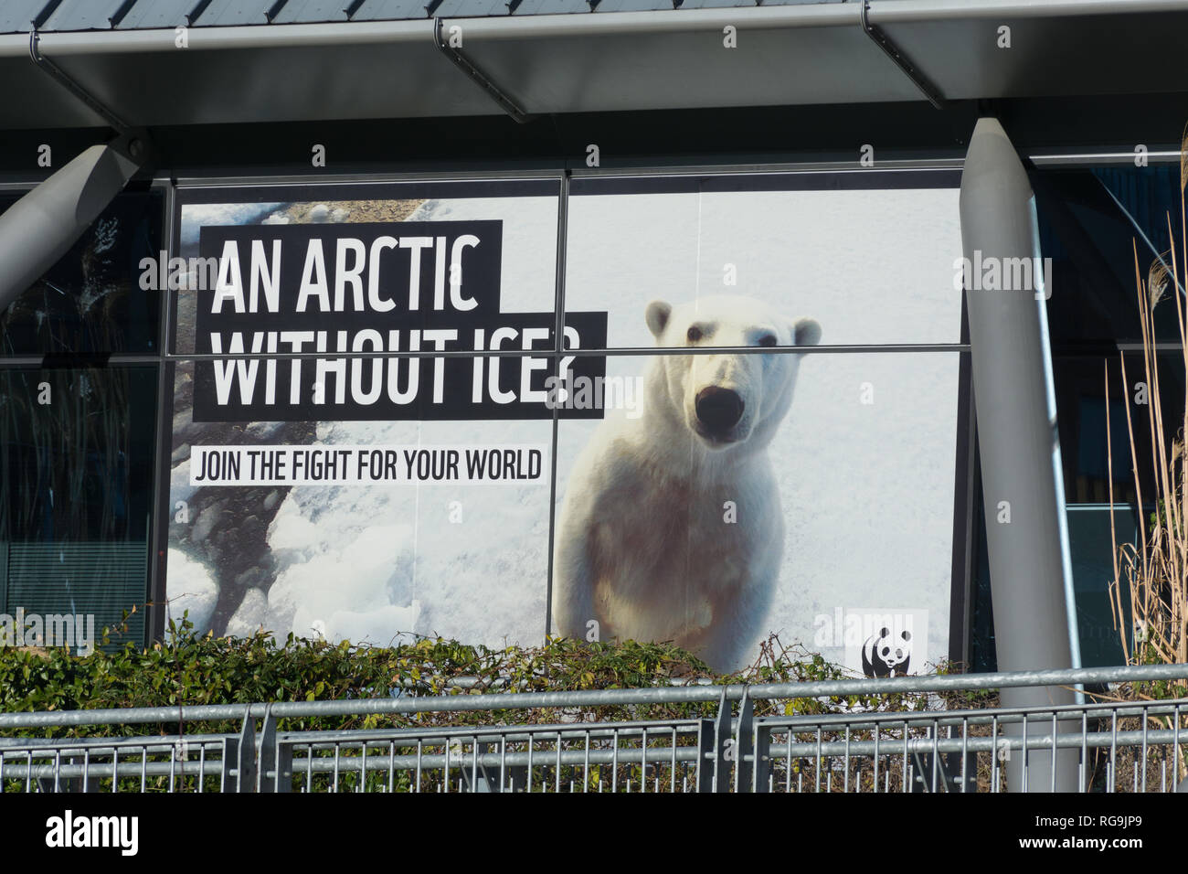 Large poster of a polar bear with the caption An Arctic without ice? Join the fight for your world. Outside the World Wildlife Fund UK Woking centre. Stock Photo