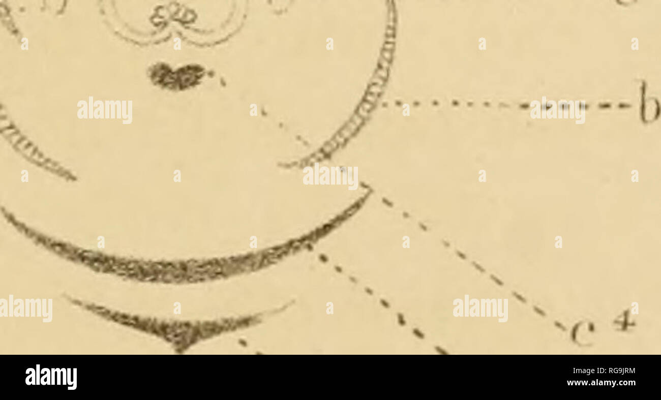 Bulletins De La Socia C Ta C Royale De Botanique De Belgique Botany Au Lt I Lt E Lt A Gt A Mxv 7 I N I Please Note That These Images Are Extracted From Scanned