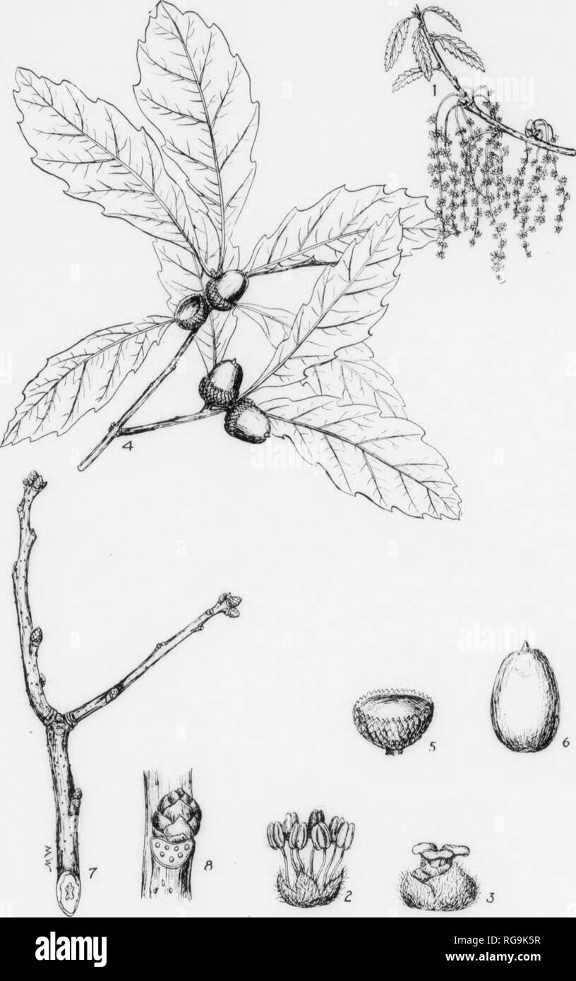 . Bulletin (Pennsylvania Department of Forestry), no. 11. Forests and forestry. 138 SCRUB CHESTNUT OAK. Quercus prinoides, Willdenow. FOBM—Usually a low shrub from 2-5 ft. high, but may attain a height of 18 ft. with a diameter of 4 inches. Usually occurs in clumps but may occur solitary. BARK—Thin, bitter, light brown, marked with light gray blotches, at flrst smooth, but later when trunk reaches a diameter of 4 inches it becomes rough. TWIGS—Smooth, slender, at flrst dark green and rusty-pubescent but later reddish-brown and smooth, marked with rather inconspicuous pale lentlcels. BUDS—Alter Stock Photo