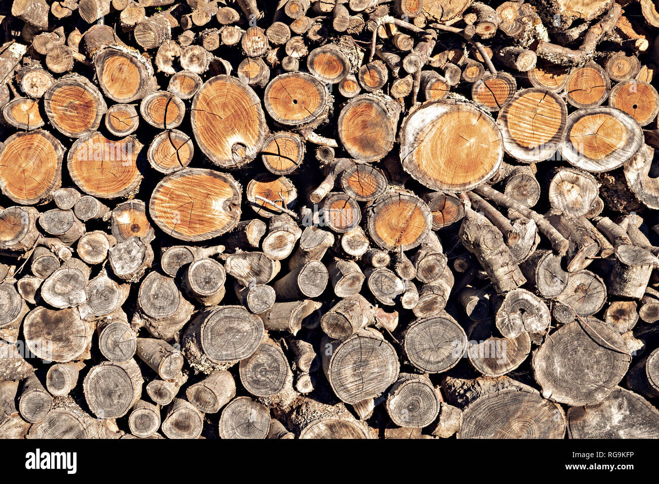 Round teak wood stump background. Stack of natural fire wood Stock Photo